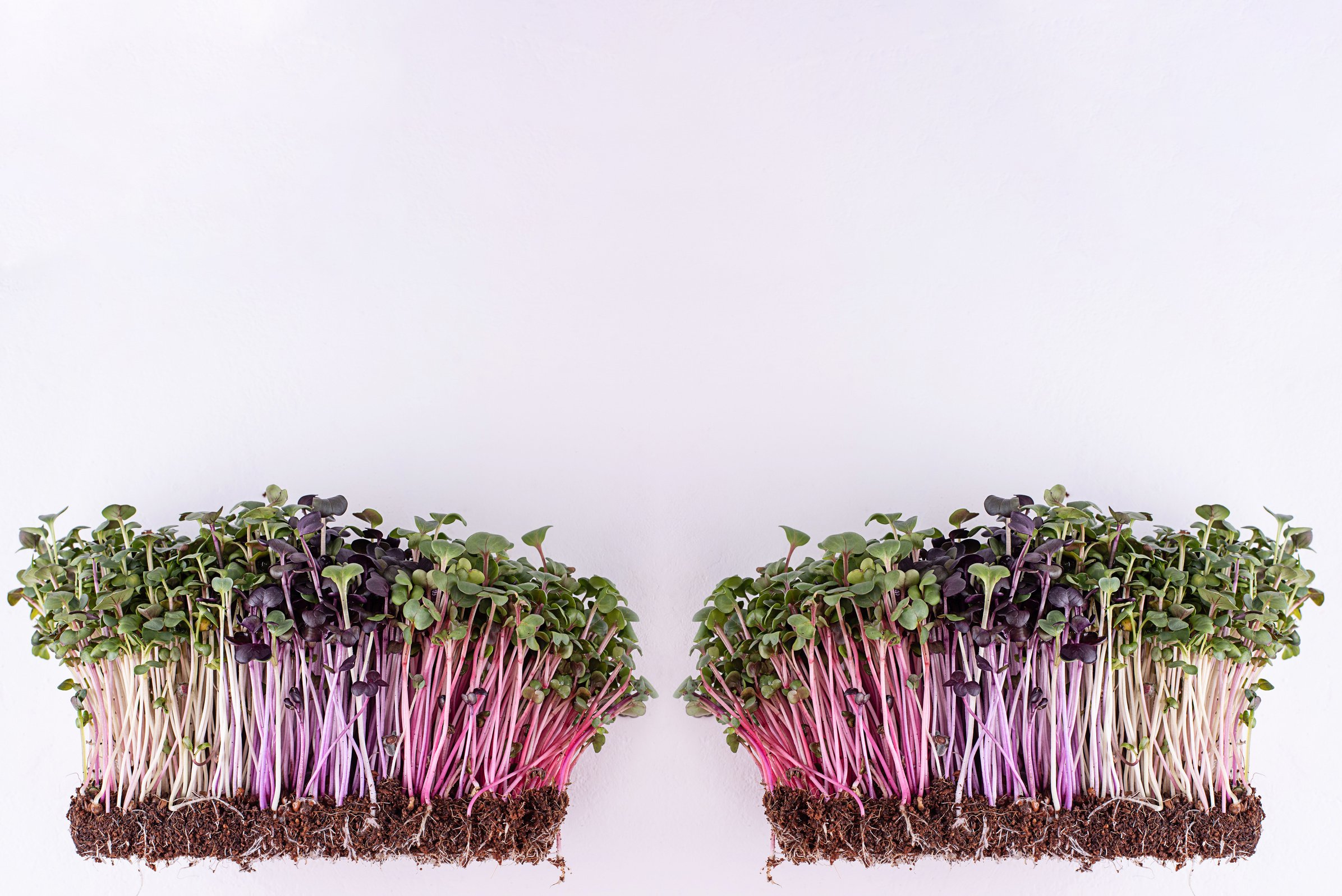 Sprouting Radish Microgreens