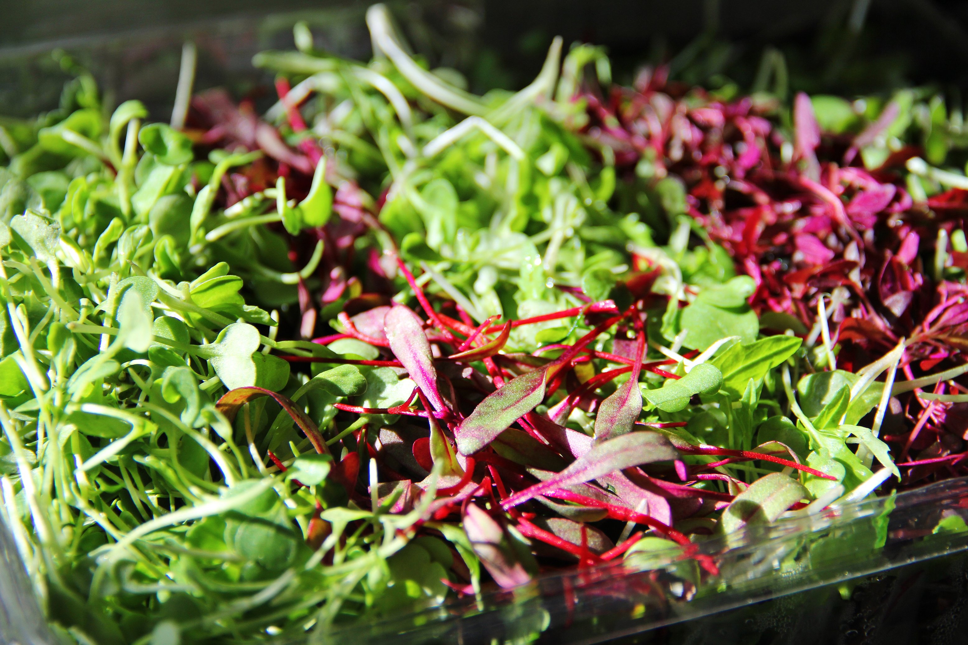 Microgreens