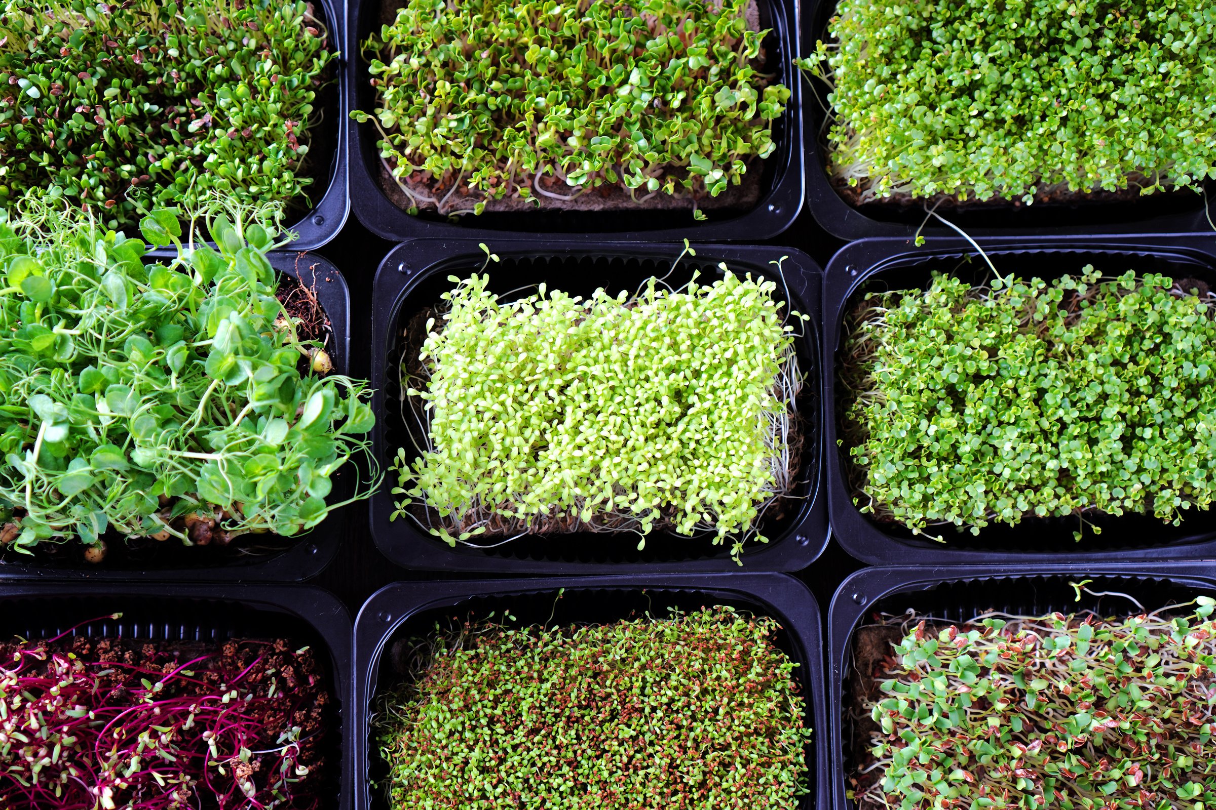 Variety of microgreen sprouts in the trays. Top view.