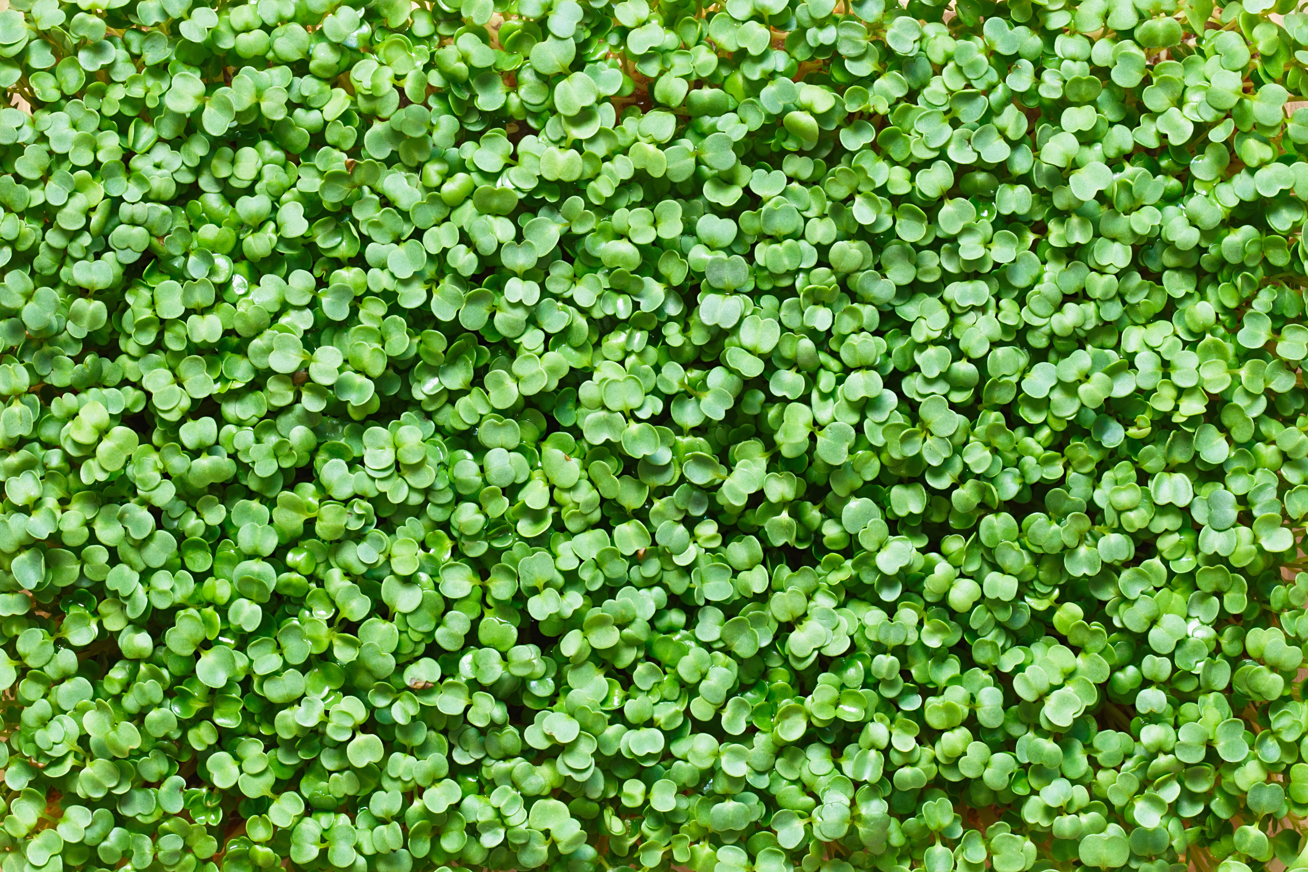 Fresh arugula microgreen background texture