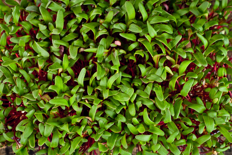 Beet microgreen on a black background. Texture of green leaves close up.