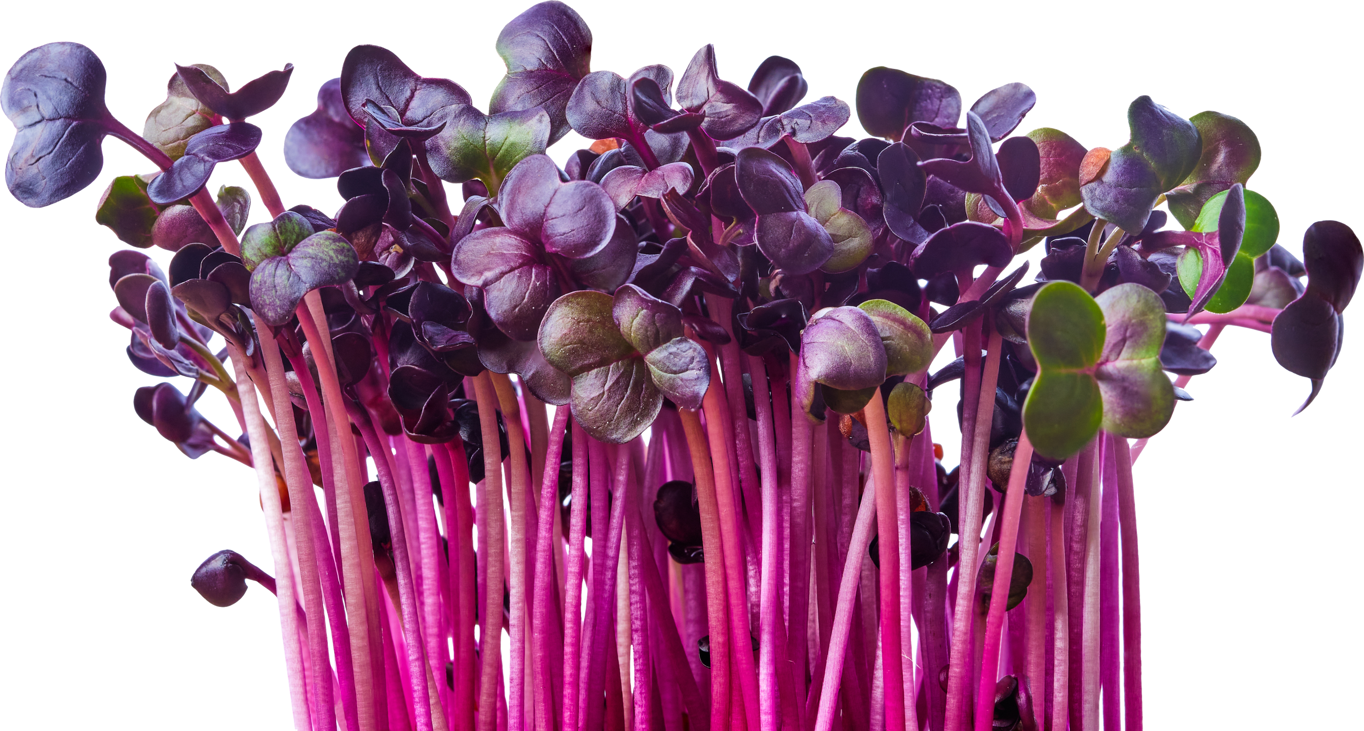 Fresh Purple Radish Sprouts Isolated on White. Microgreens.