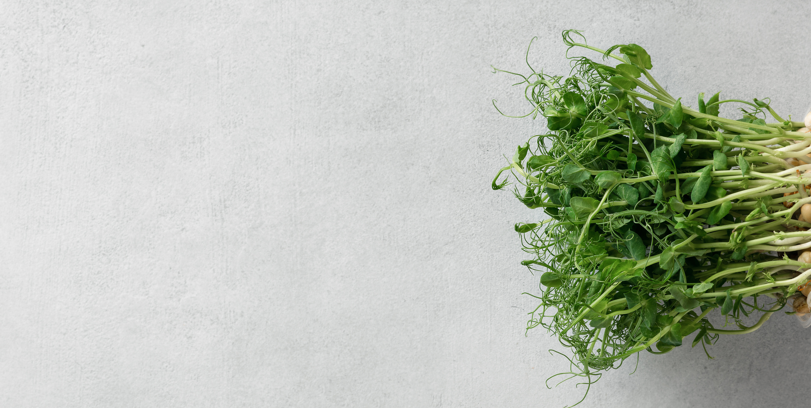 pea microgreen