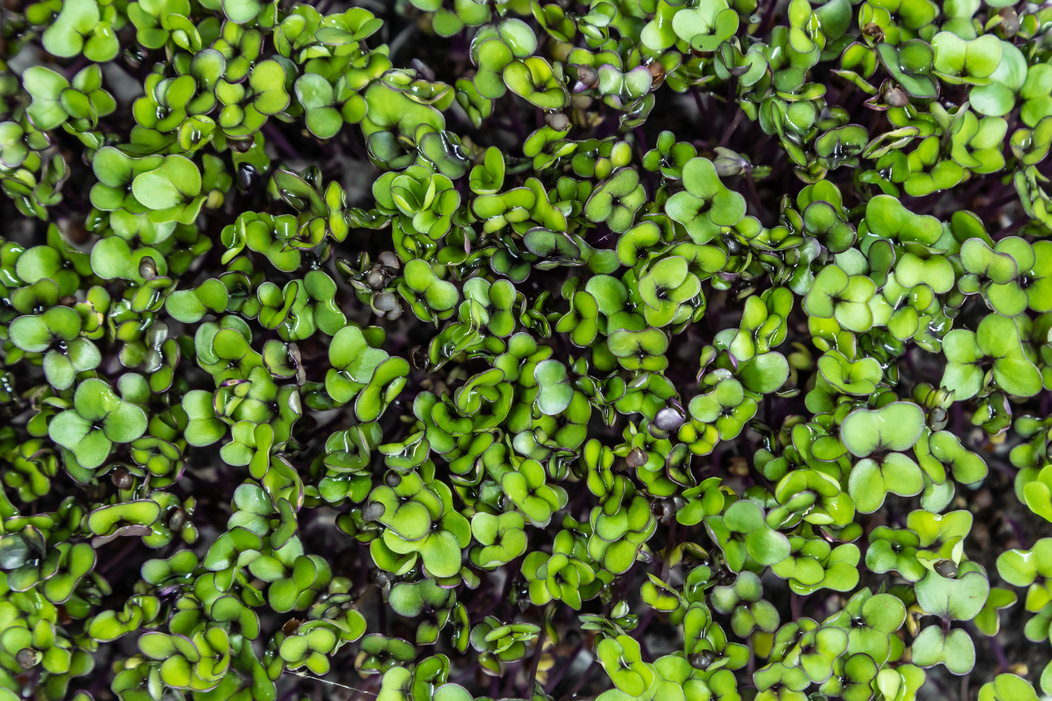 Kohlrabi microgreens top down view. Fresh healthy sprouts. Vegan and healthy eating concept.