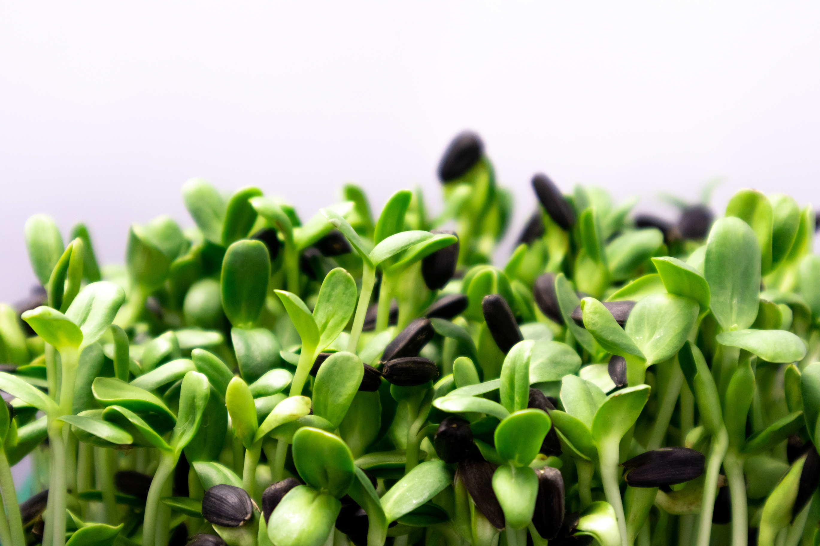 Microgreen sunflower. Raw sprouts microgreens, healthy eating.